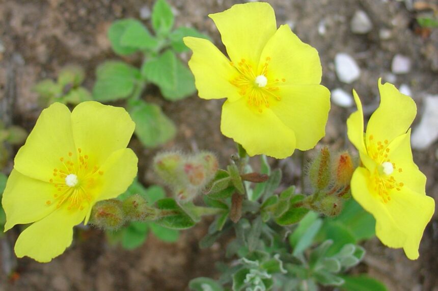 Bacia Cretácica de Ourém